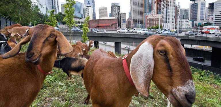 Goat business