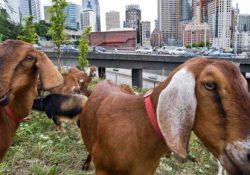 Rent a Ruminant: A Franchise Creating an Industry