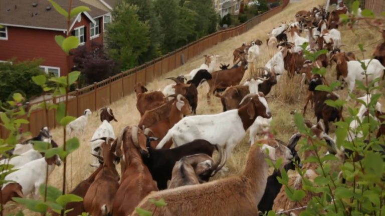rent a ruminant