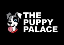 The Puppy Palace Franchise Launch