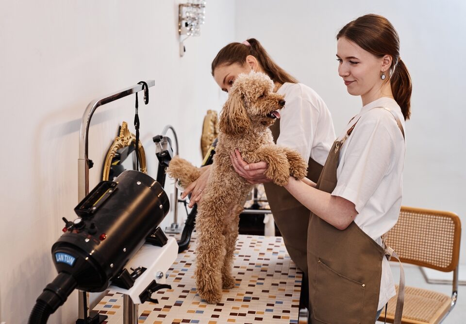 Starting a Dog and Pet Services Franchise: Exploring Models, Segments, and Success Strategies